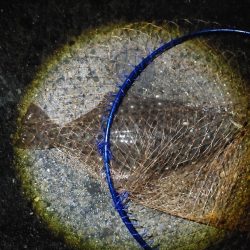 ヒラメ57cm  久しぶりの大物