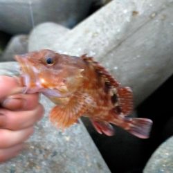 やっぱテキサス面白い。