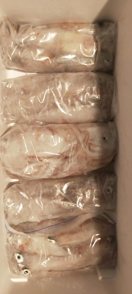 シロイカ好調続く