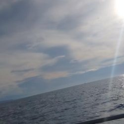 シロイカ好調続く