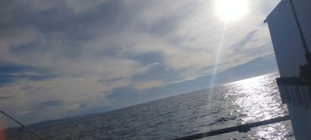 シロイカ好調続く