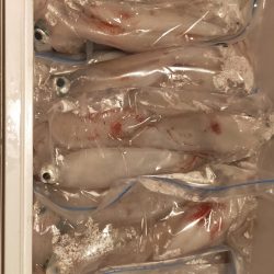 シロイカ好調続く