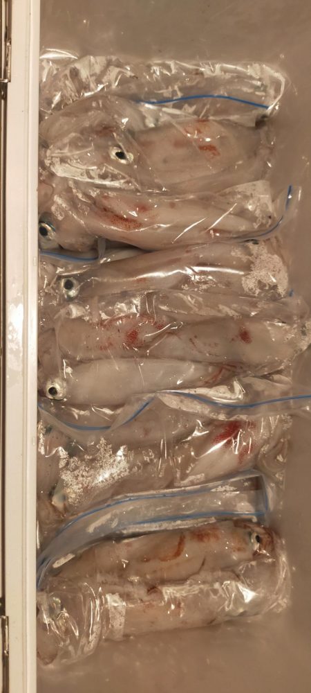 シロイカ好調続く