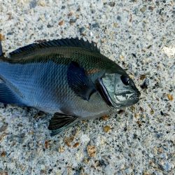 豆アジとメジナ、根魚が釣れた