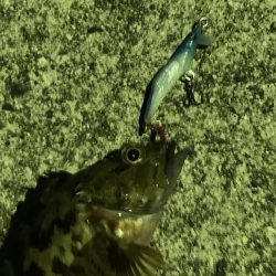 A.P.Pフィッシングガイドサービス サバ現る