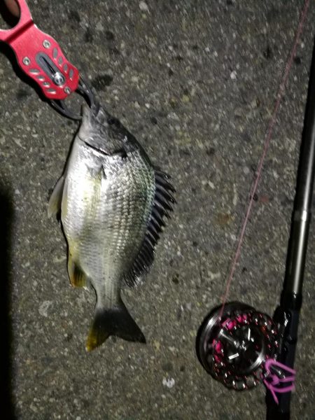 2021/06/30 南港ヘチ釣り