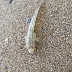 ハゼングからの