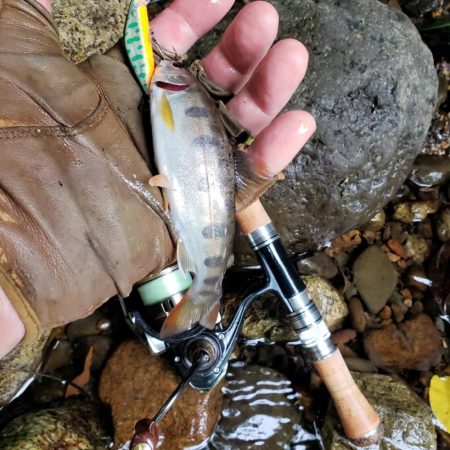 テレスコデビュー