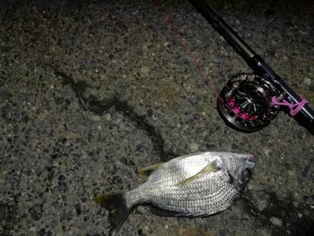 2021/07/08 南港ヘチ釣り