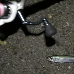 2021/07/09 南港アジング(サバングｗ)