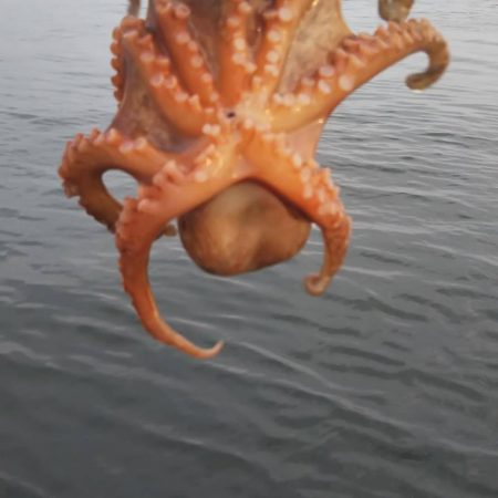 シーバス1 タコ4