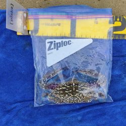 落とし込みでマダカ