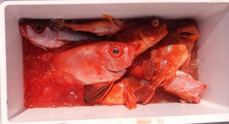 康仁丸・ジギング釣り果