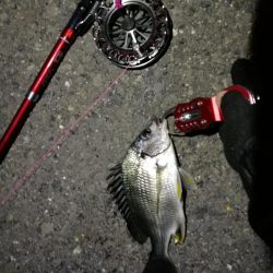 2021/07/16 南港ヘチ釣り