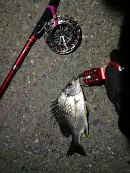 2021/07/16 南港ヘチ釣り