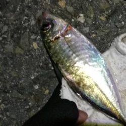 2021/07/17 南港アジング