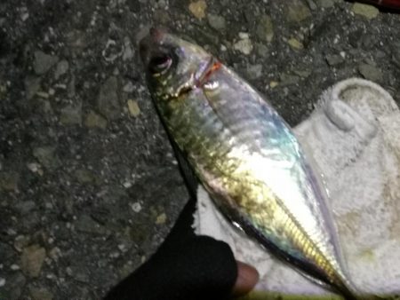 2021/07/17 南港アジング