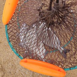 本浦海岸で磯釣り＆渚釣り