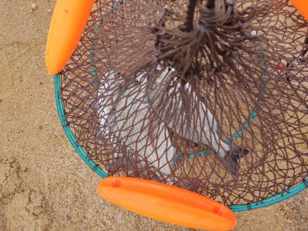 本浦海岸で磯釣り＆渚釣り