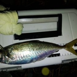 (尺アジ)フロートゲーム