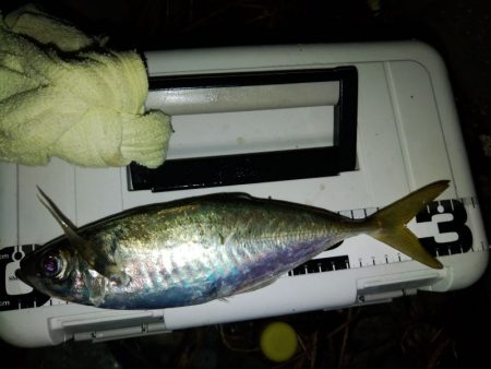 (尺アジ)フロートゲーム