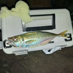 (尺アジ)フロートゲーム