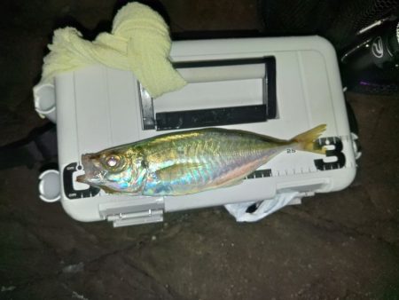 (尺アジ)フロートゲーム