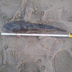 ダイソールアーでマゴチ後シロギス良