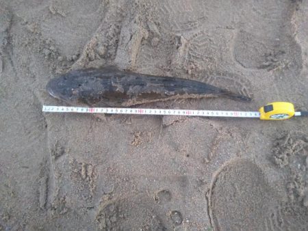 ダイソールアーでマゴチ後シロギス良