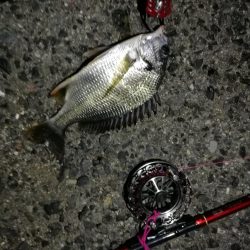 2021/07/27 南港ヘチ釣り