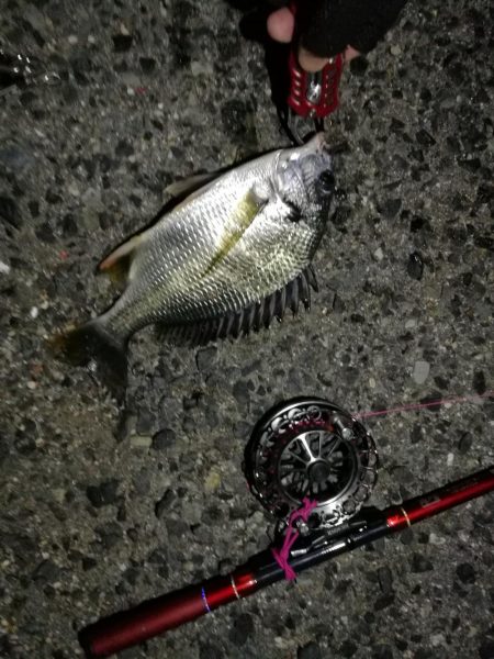 2021/07/27 南港ヘチ釣り