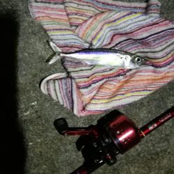 2021/07/28 南港アジング