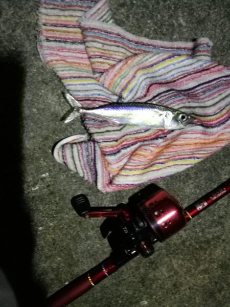 2021/07/28 南港アジング