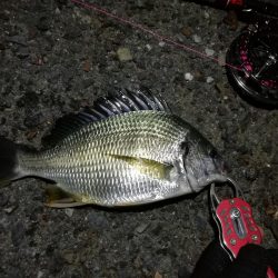 2021/07/30 南港ヘチ釣り