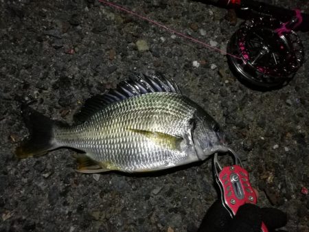 2021/07/30 南港ヘチ釣り