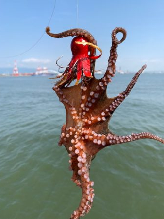 タコ計　３キロ　好調ではないが