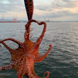 かなり入ってきています