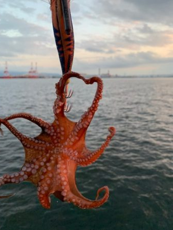 かなり入ってきています