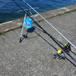 猛暑のキス釣り