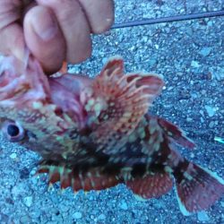 (尺アジ)フロートゲーム