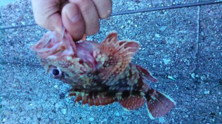 (尺アジ)フロートゲーム