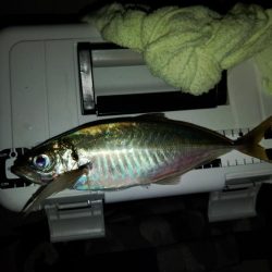 (尺アジ)フロートゲーム