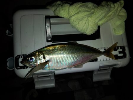 (尺アジ)フロートゲーム