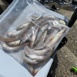 姫路のキス好調ながらもアタらない時間が長い