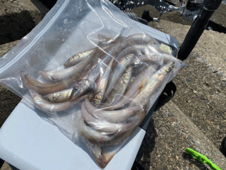 姫路のキス好調ながらもアタらない時間が長い