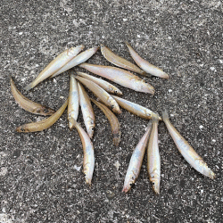 姫路のキス安定してきたけど小さい