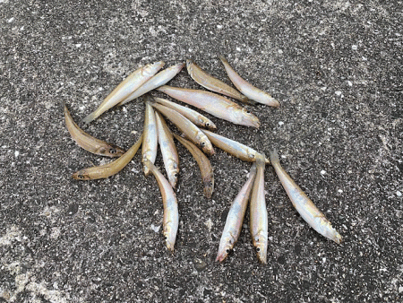 姫路のキス安定してきたけど小さい