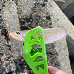 姫路のキスが産卵で高活性！