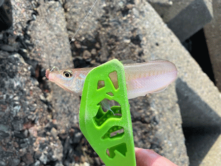 姫路のキスが産卵で高活性！