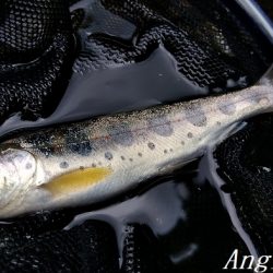 引原川本流にはロマンがある